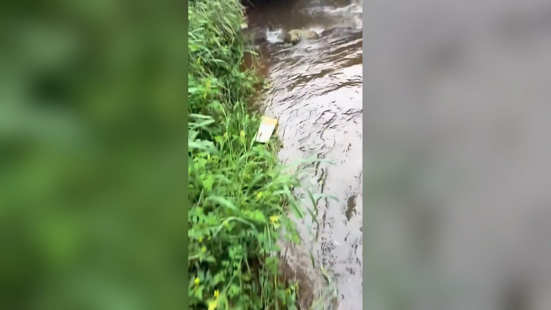 B2104038_The kitten's fell into the River I rescued it and happy ending �� #rescueanimals #kitten #animalso