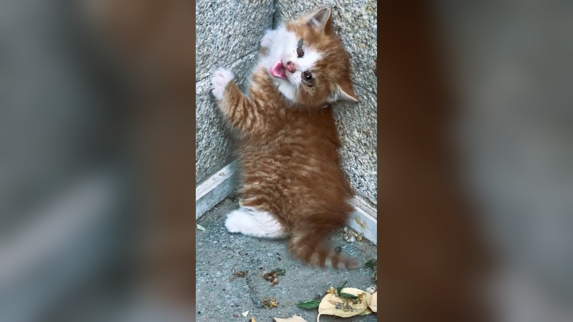 B2104040_the story of a cute little kitten and happy ending � #cuteanimals #rescuekitten #rescueanimals #ani