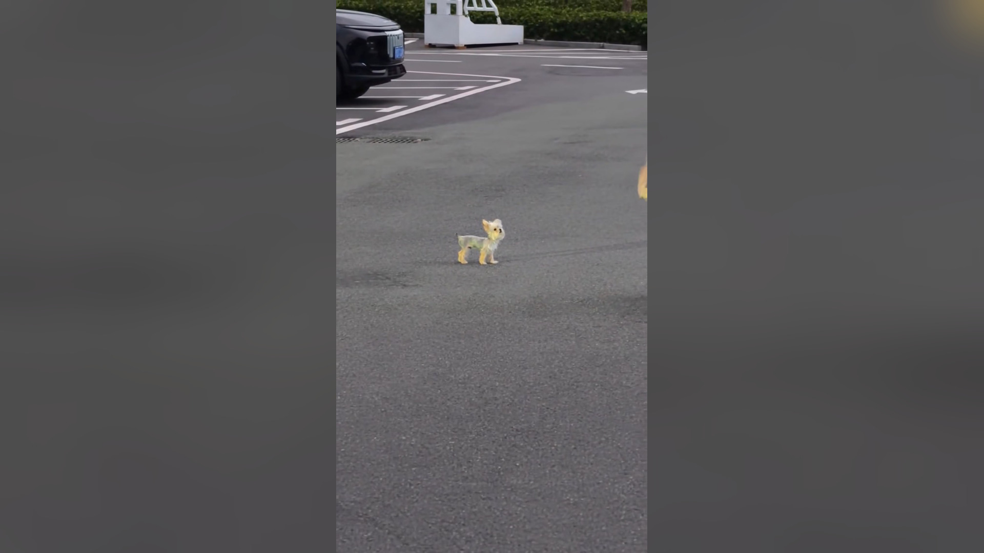 B2104041_the story of a cute puppy what I found on the street #puppy #rescueanimals #puppytiktok #pet #fyp