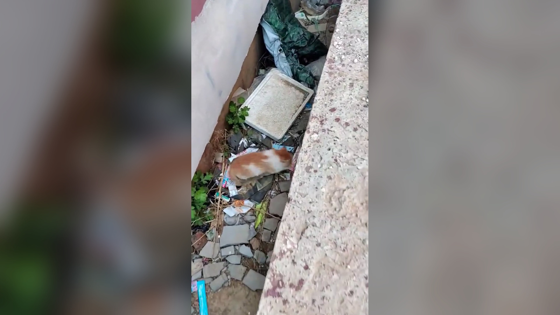 B2104042_the story of a family kittens the kittens is very cute � #rescueanimals #kitten #kittensoftiktok #a