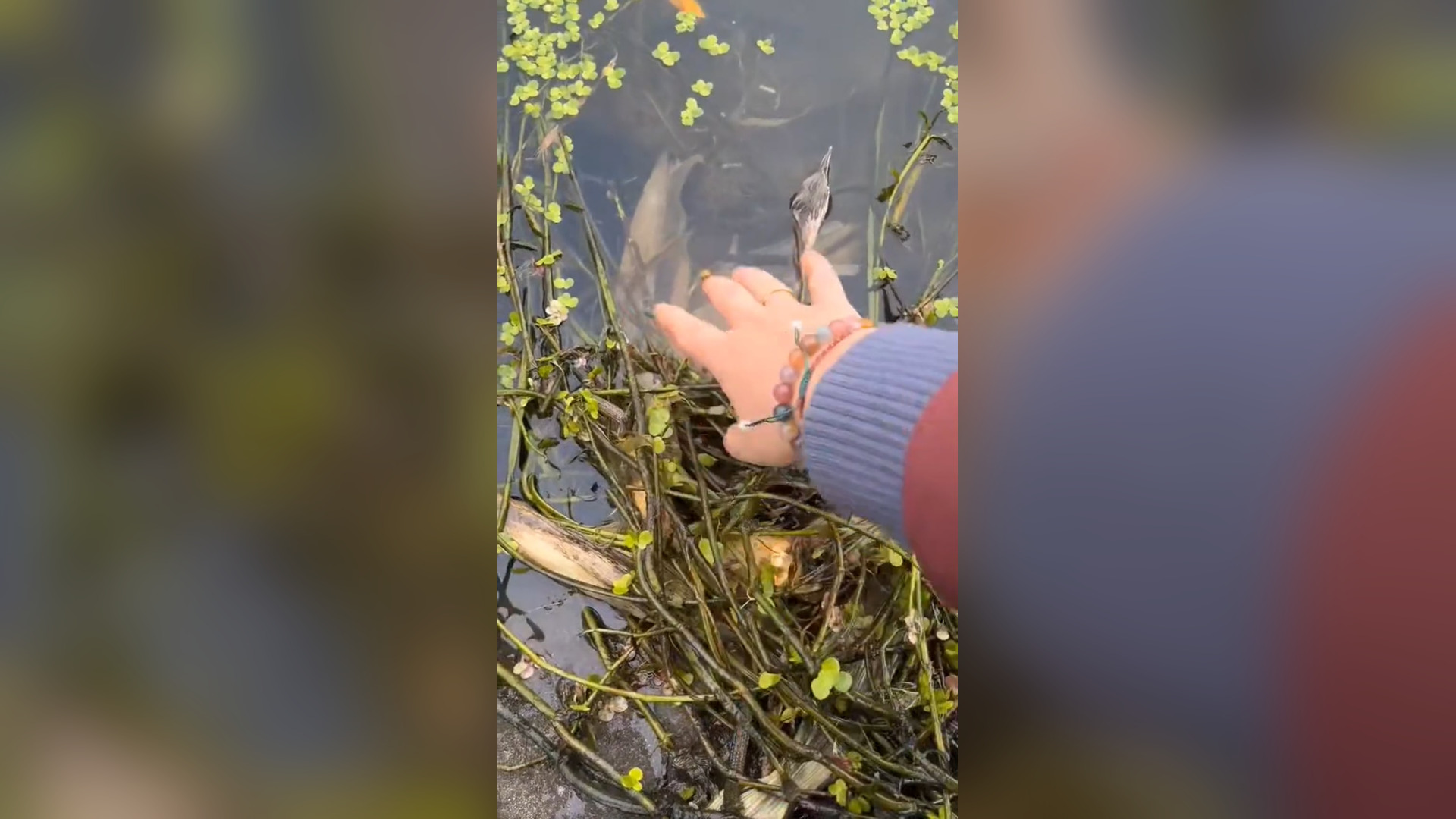 B2104045_This crane bird was stuck in a fish hook, this man rescued it � #rescueanimals #cranebird #fyp #ani