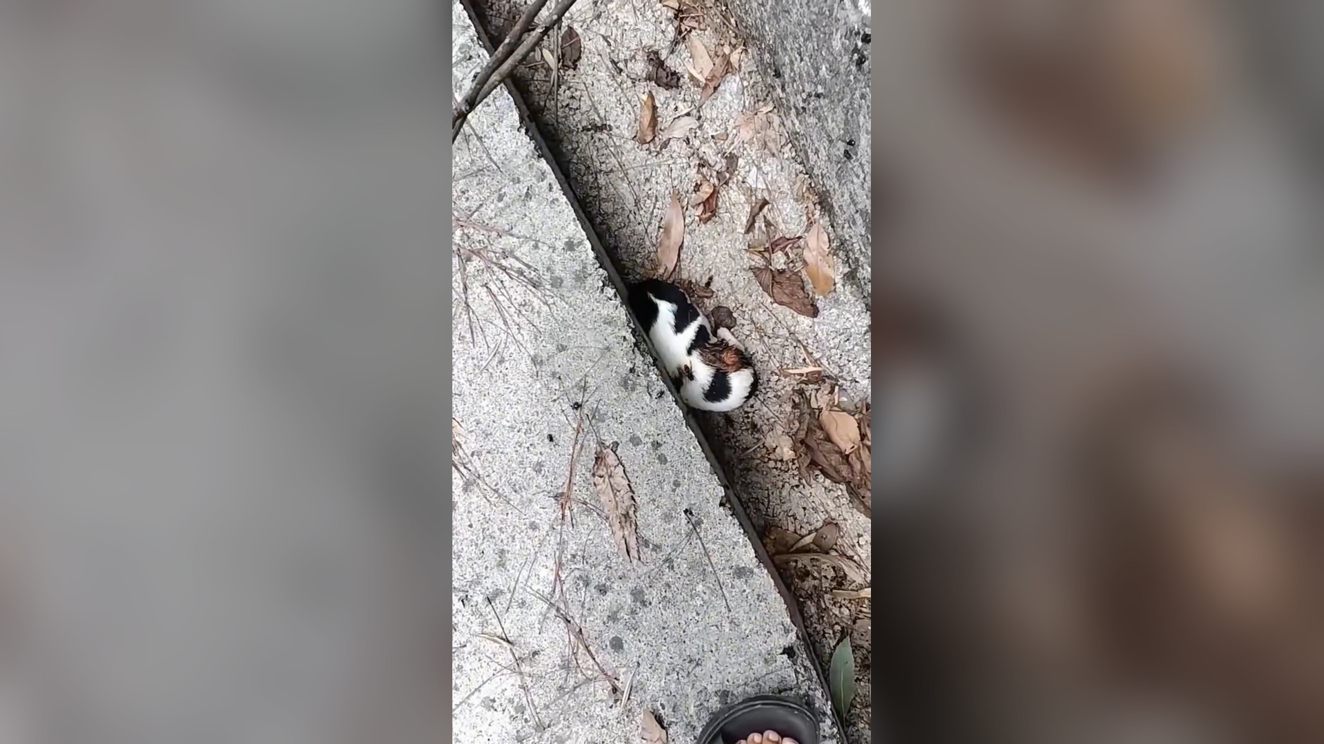 B2104047_this girl rescue a poor kitten and she is decided to adopt it � #animallover #rescueanimals #kitten