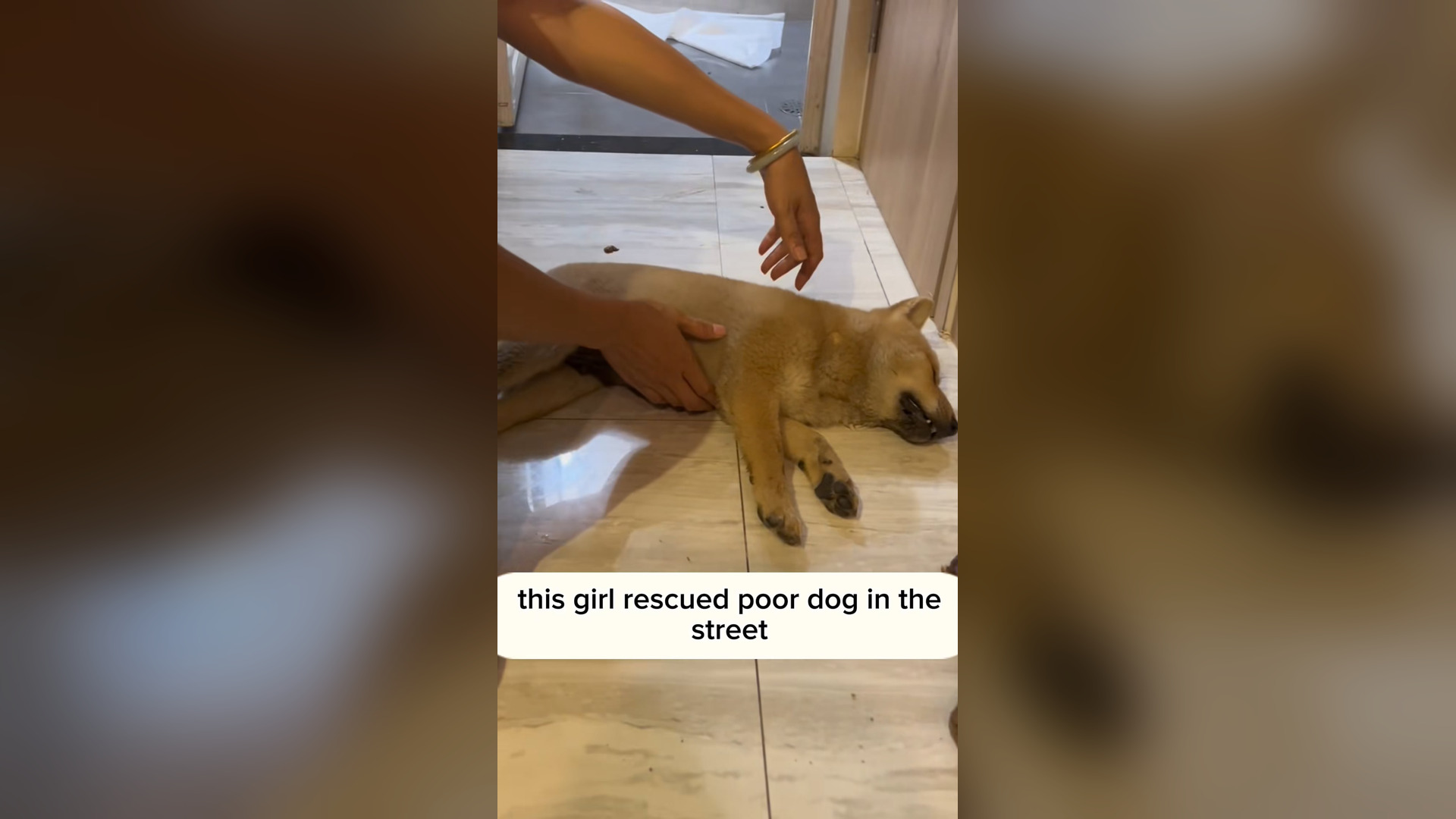 B2104048_This girl was going home from work and this dog was lying on the street. He was very sick. She rescu