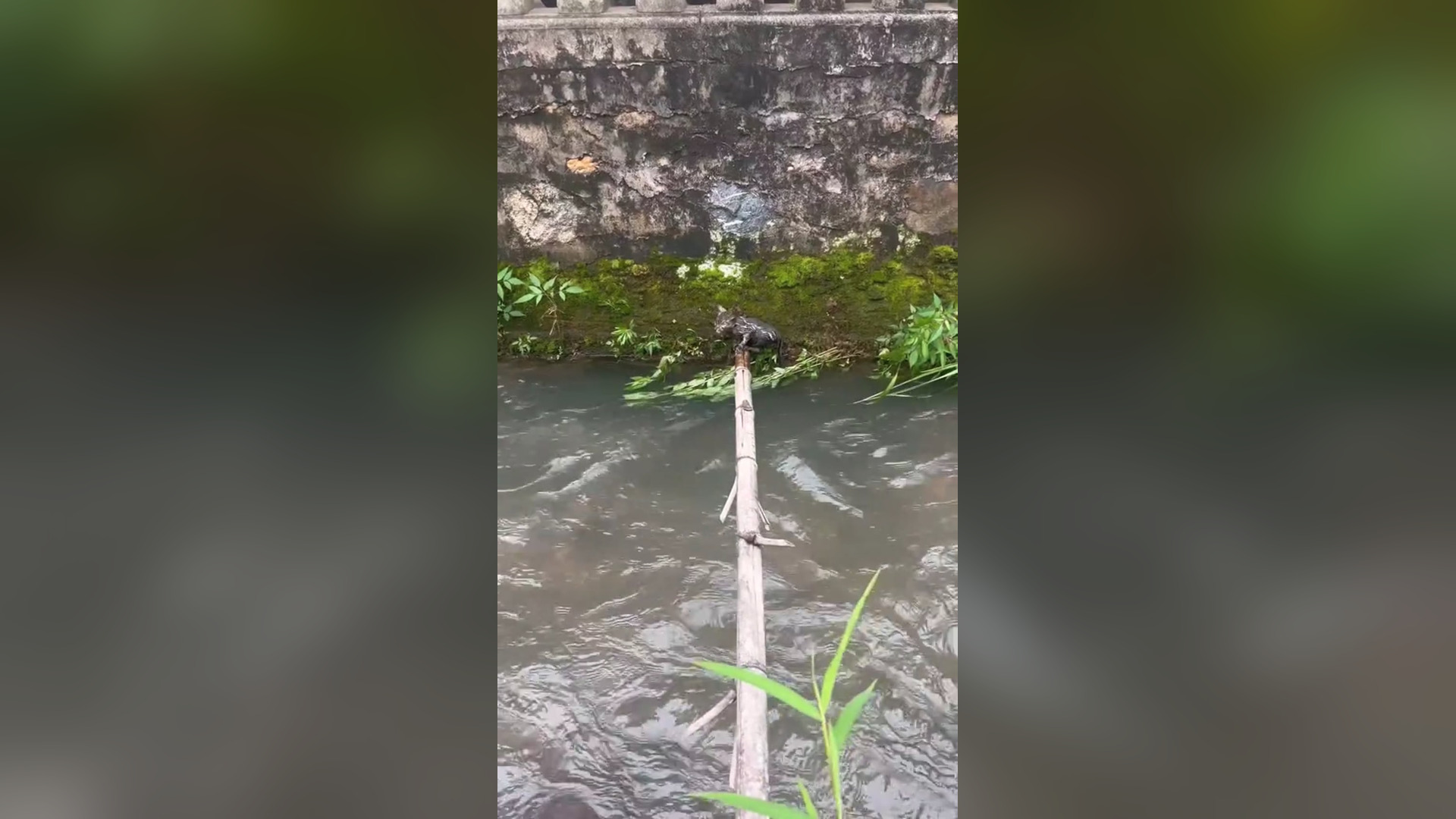 B2104049_this is the story of a cute little kitten that I rescued from the water � #rescueanimals #rescuekit