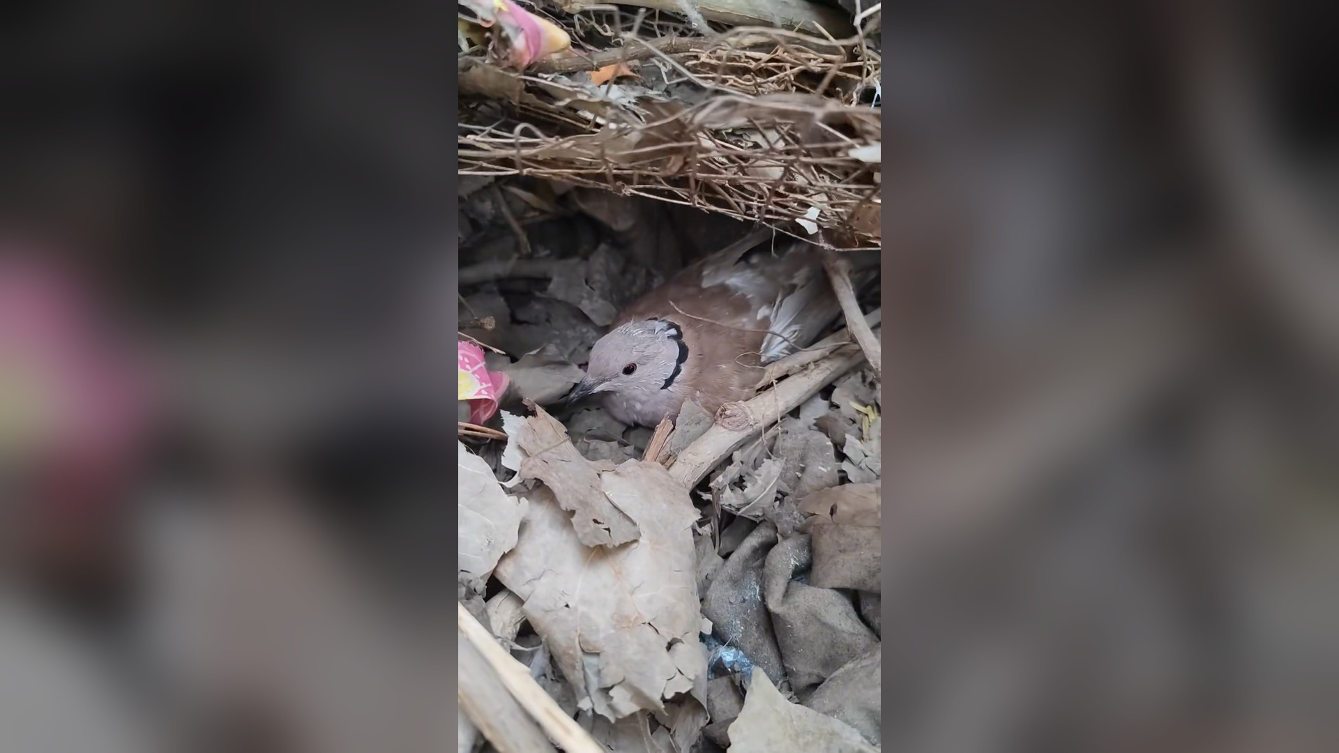 B2104056_this story is about an injured dove that I rescued. � #rescuebird #dove #pigeon #birdsoftiktok #fyp