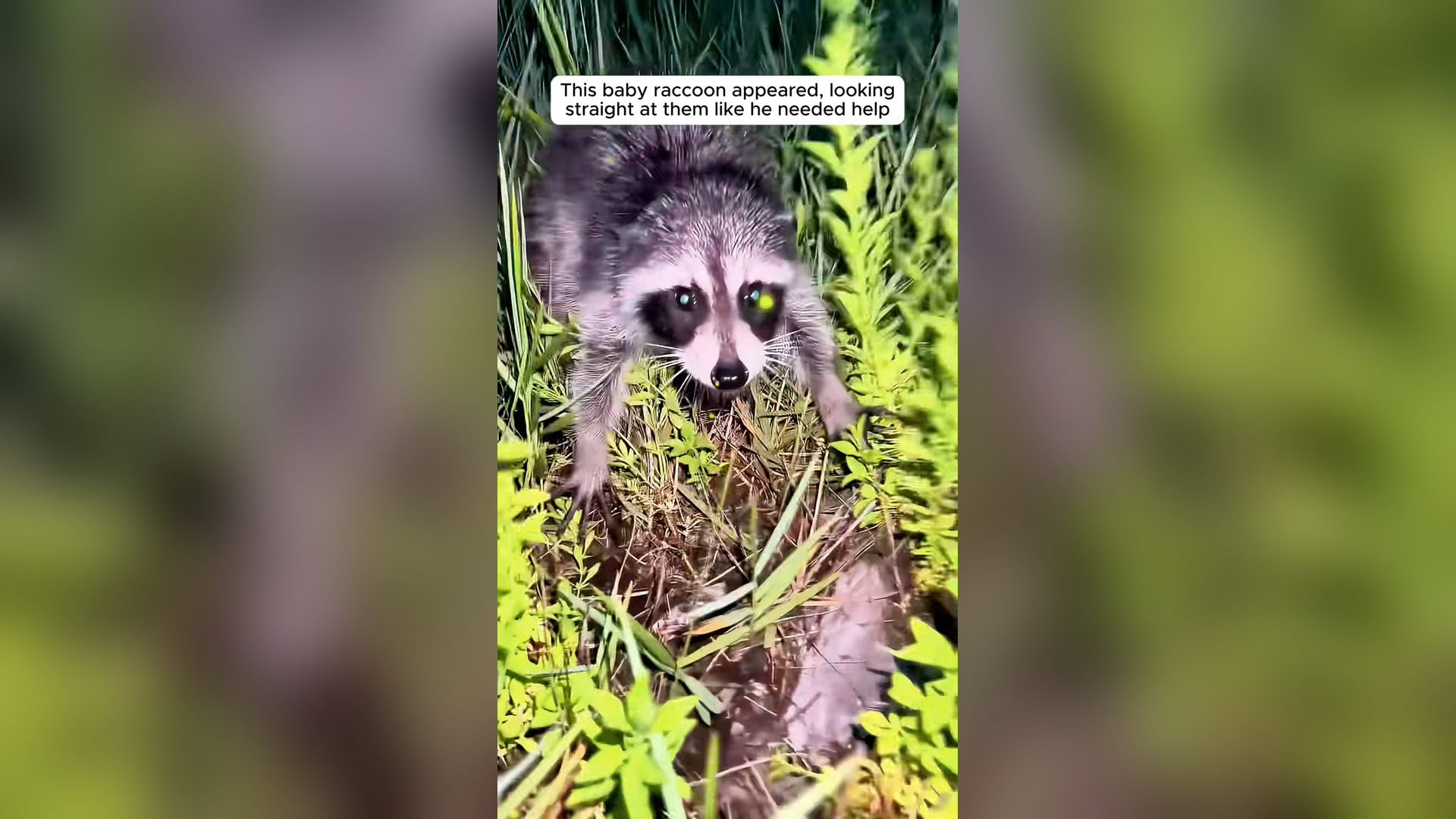 B2004002_baby raccoon asked help to save its friend then #animals #an