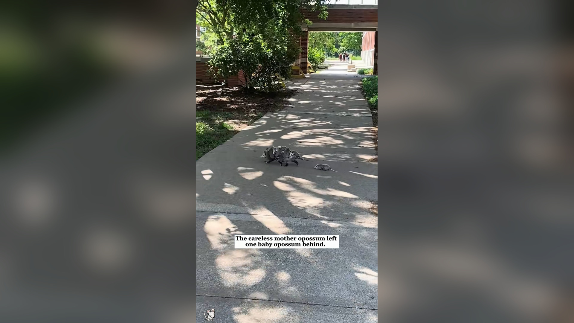 B2004004_careless mother opossum left one baby behind then #rescue #an