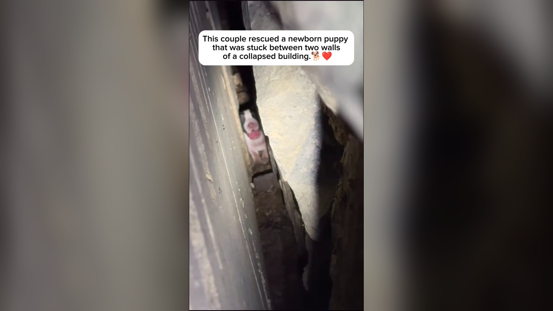 B2004005_couple saves newborn puppy certain death after it fell betwe