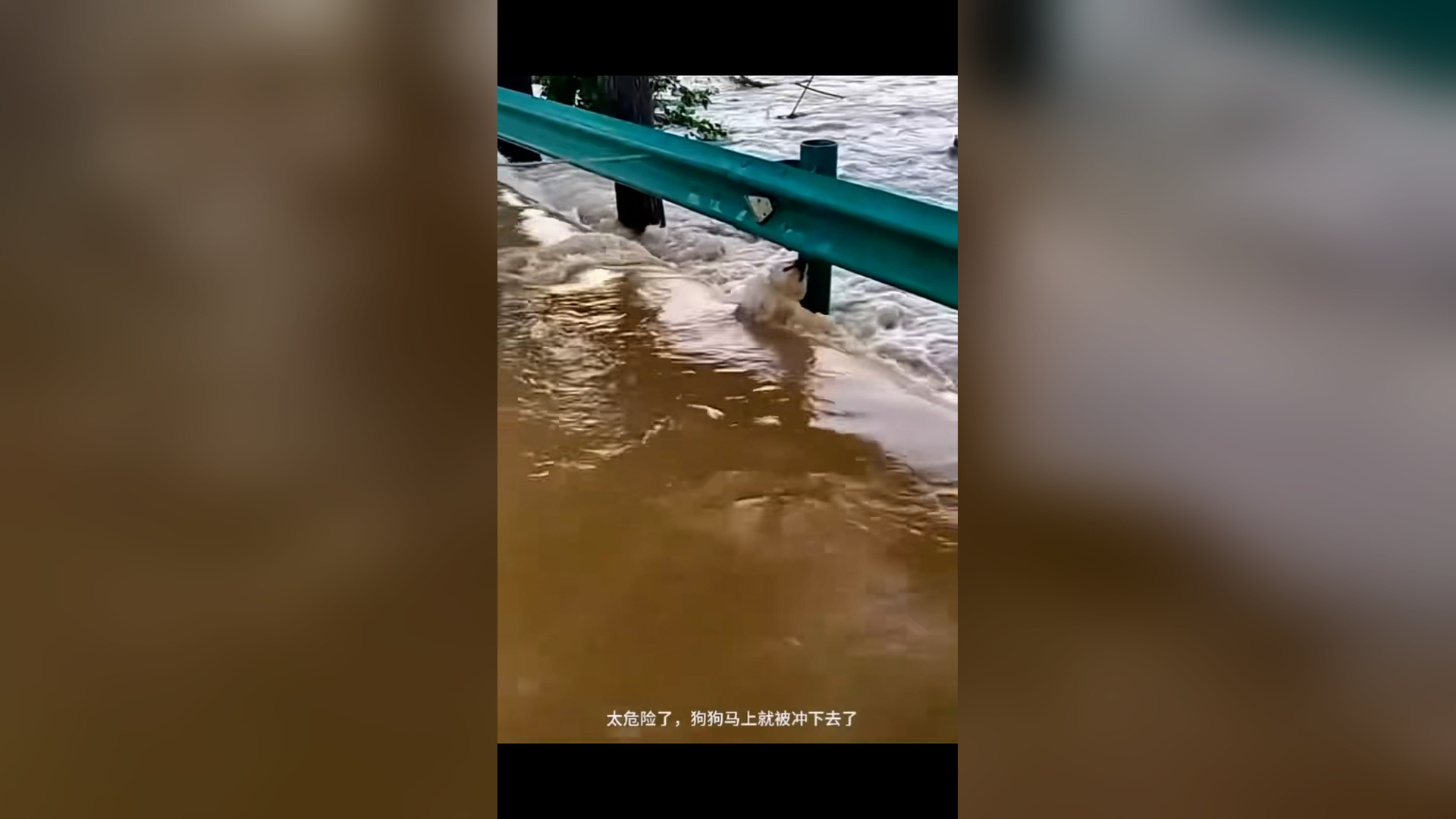 B2004008_dog was saved rough water#Master2023byTikTok #dog #rescuedog #do