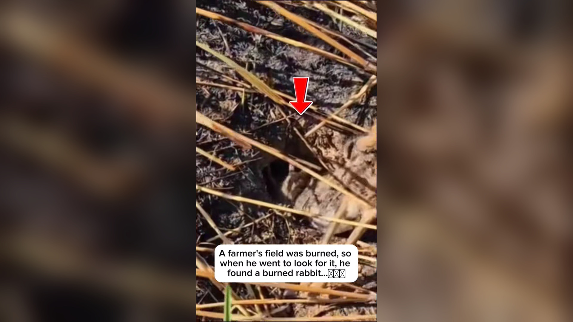 B2004009_farmer saved baby bunny after his mother died in field fire Y