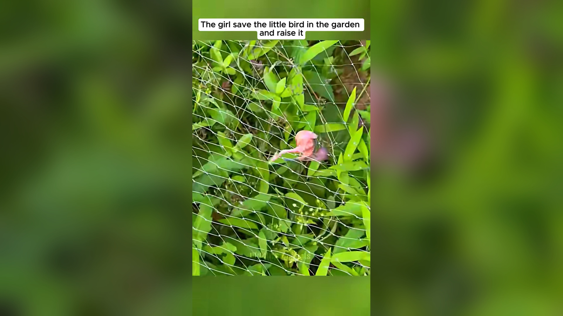 B2004012_Girl save little bird in garden #sparrow #babysparrow #bi