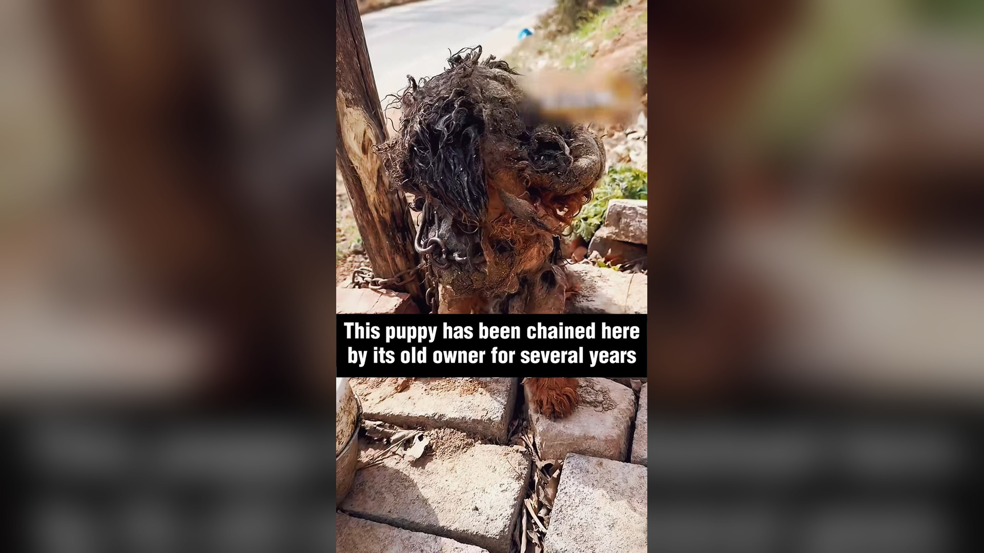 B2004014_He was ignored by his owner several years #rescue #rescueanimals