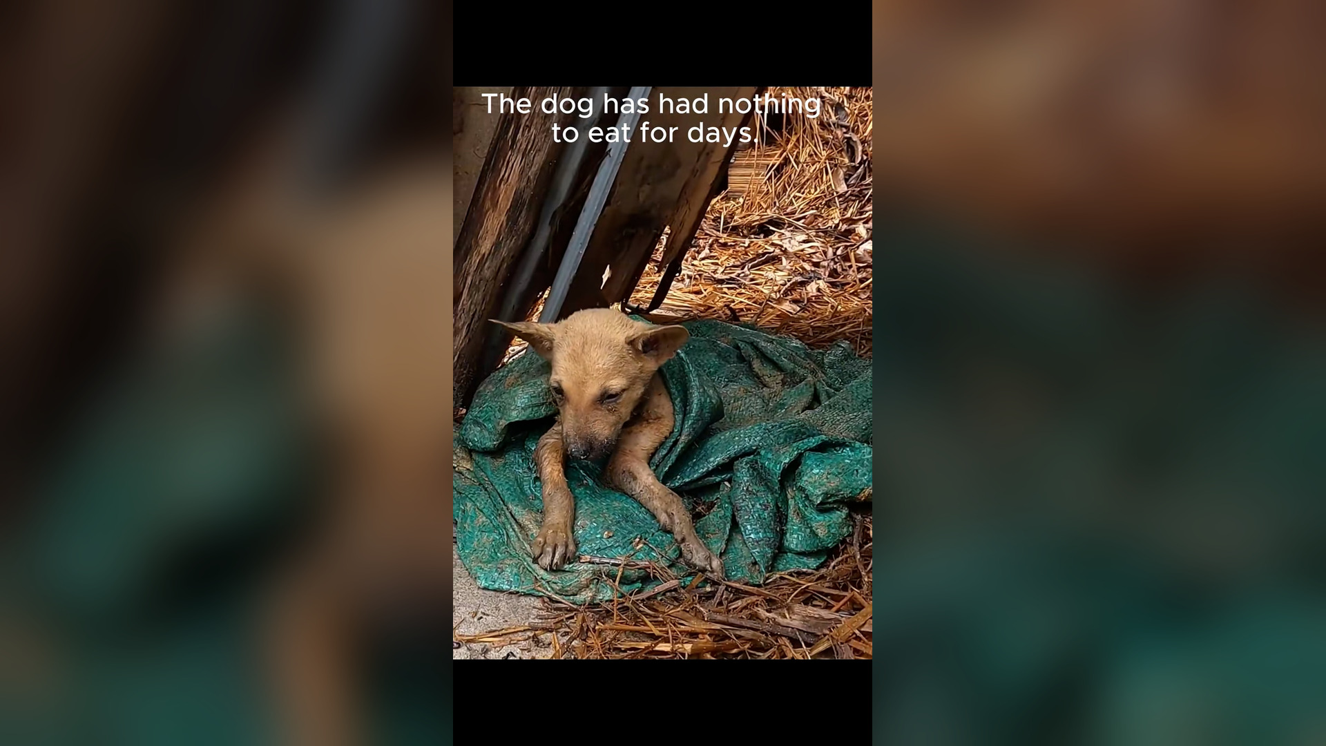 B2004028_Rescue dog#rescueanimal #rescue #animals #rescuedog #fyp (2)