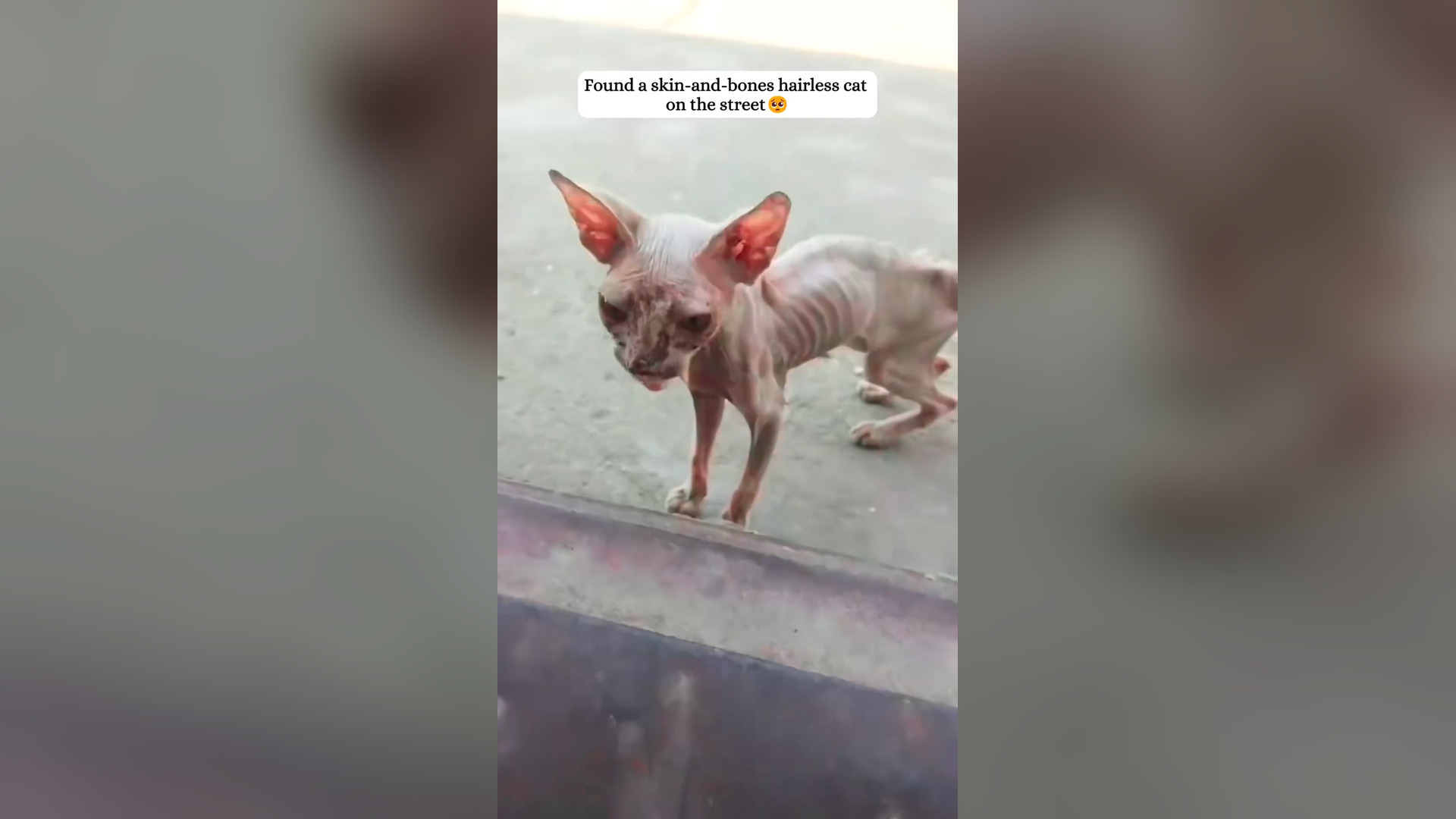 B2004032_rescued an abandoned,skin bones Sphynx cat.#rescue #kitten #sph