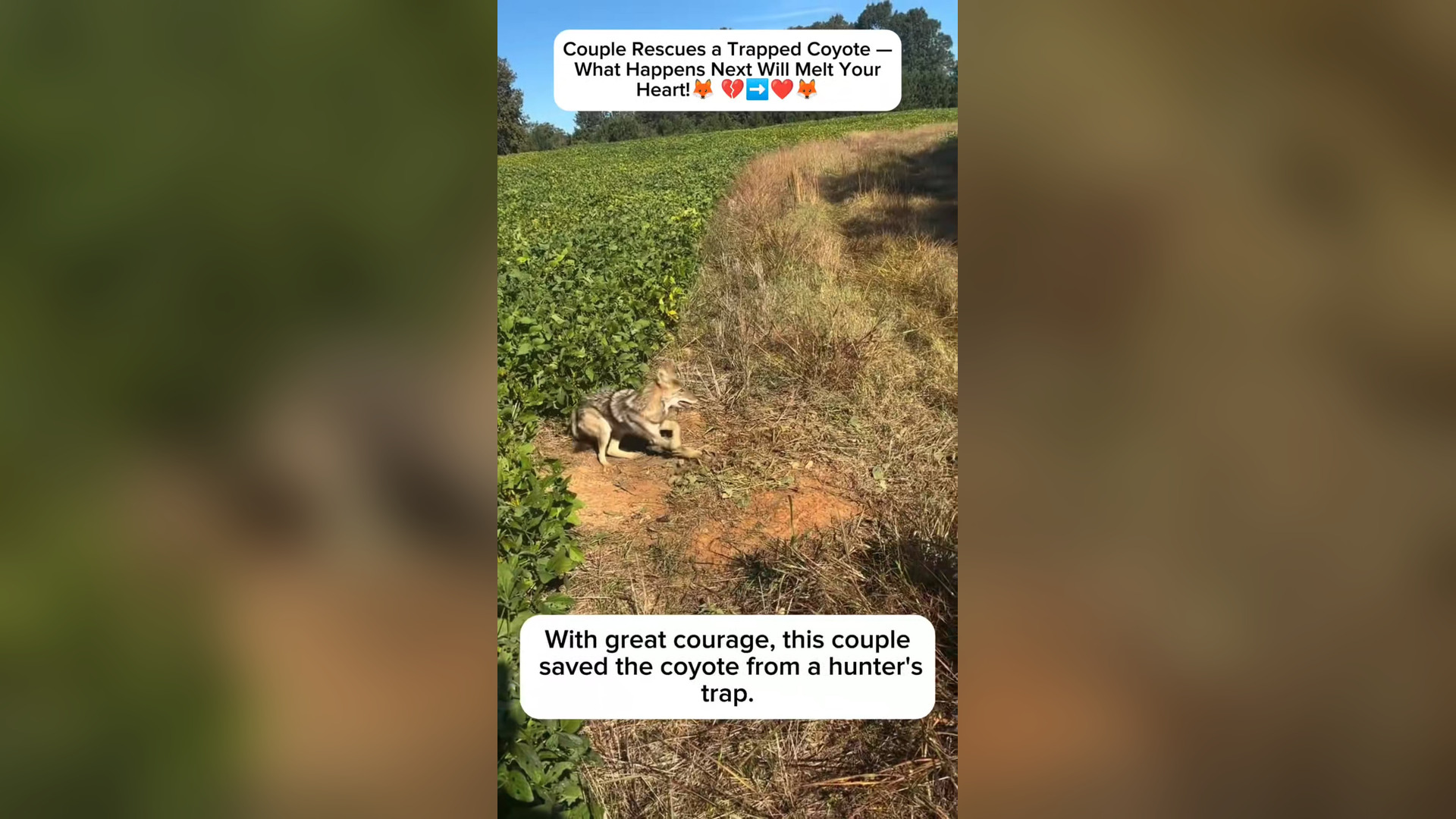B2004041_When couple found wild coyote trapped in hunter snare, the