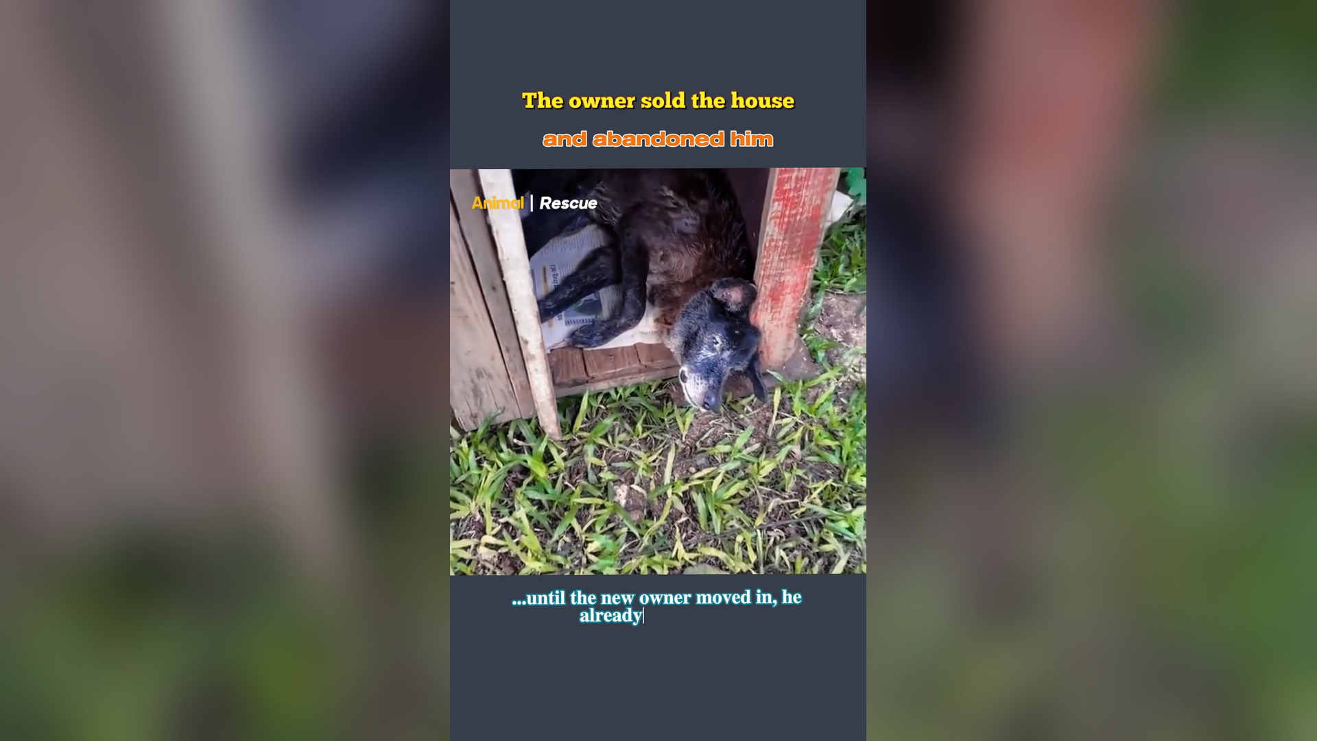 B2304006_His Owner Sold Their House, Abandoned Him Collapsed In His Own Excrement Without Food Or Water #dog