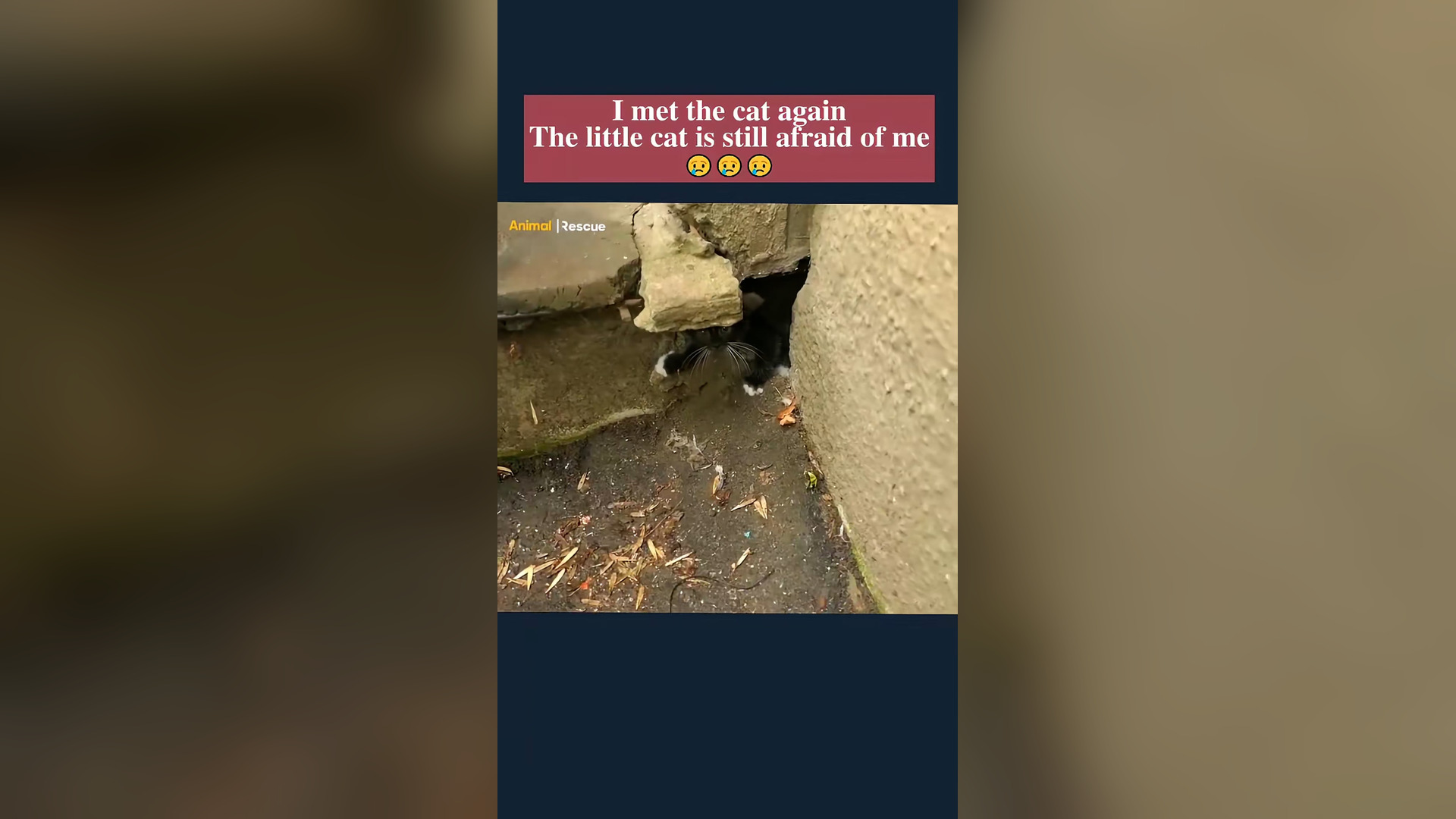 B2304016_Little kitten is afraid of me #rescue #animals #rescueanimals #pet #petsoftiktok #catsoftiktok #kitt