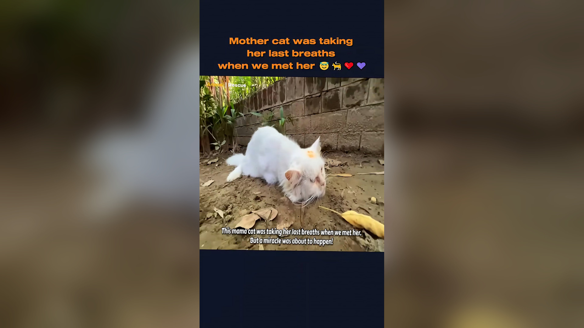 B2304018_Mother cat was taking her last breaths when we met her but a miracle was about to happen #rescue #an