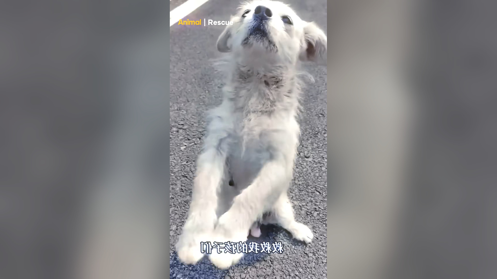 B2304019_Mother Stray Dog Blocks Road, Begs For Food For Children In Cave #dog #rescue #rescuedog #animals #s