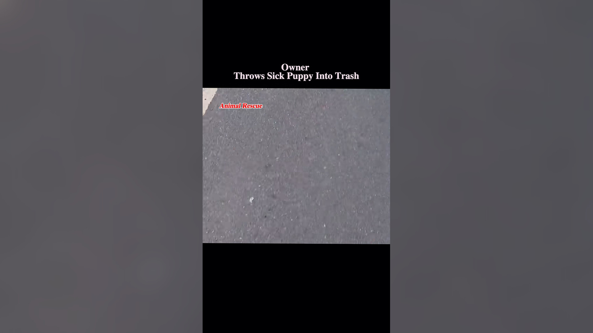 B2304020_Owner Throws Sick Puppy Into Trash #rescue #rescuedog #rescueanimals #rescuedogs #dog #dogsoftiktok