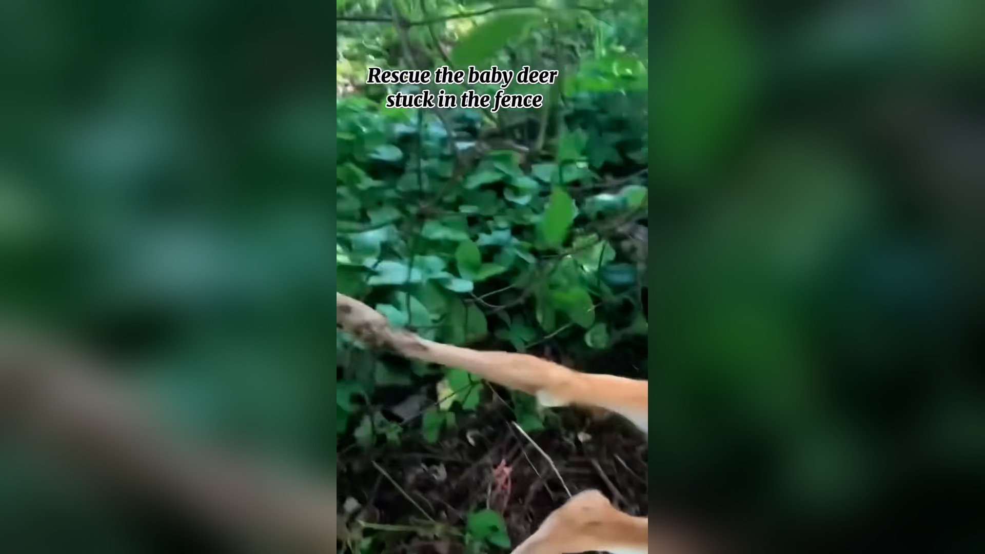 B2304021_Poor baby deer #deer #babydeer #deertiktok #petsoftiktok #animals #animalsoftiktok #animalrescue