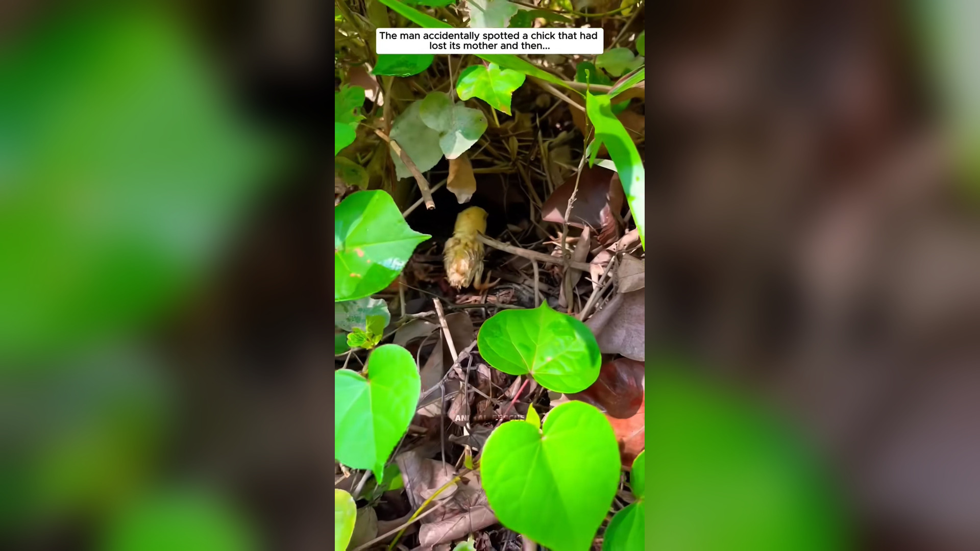 B2304023_Poor chick #chick #babychicks #chicksoftiktok #animal #animalsoftiktok