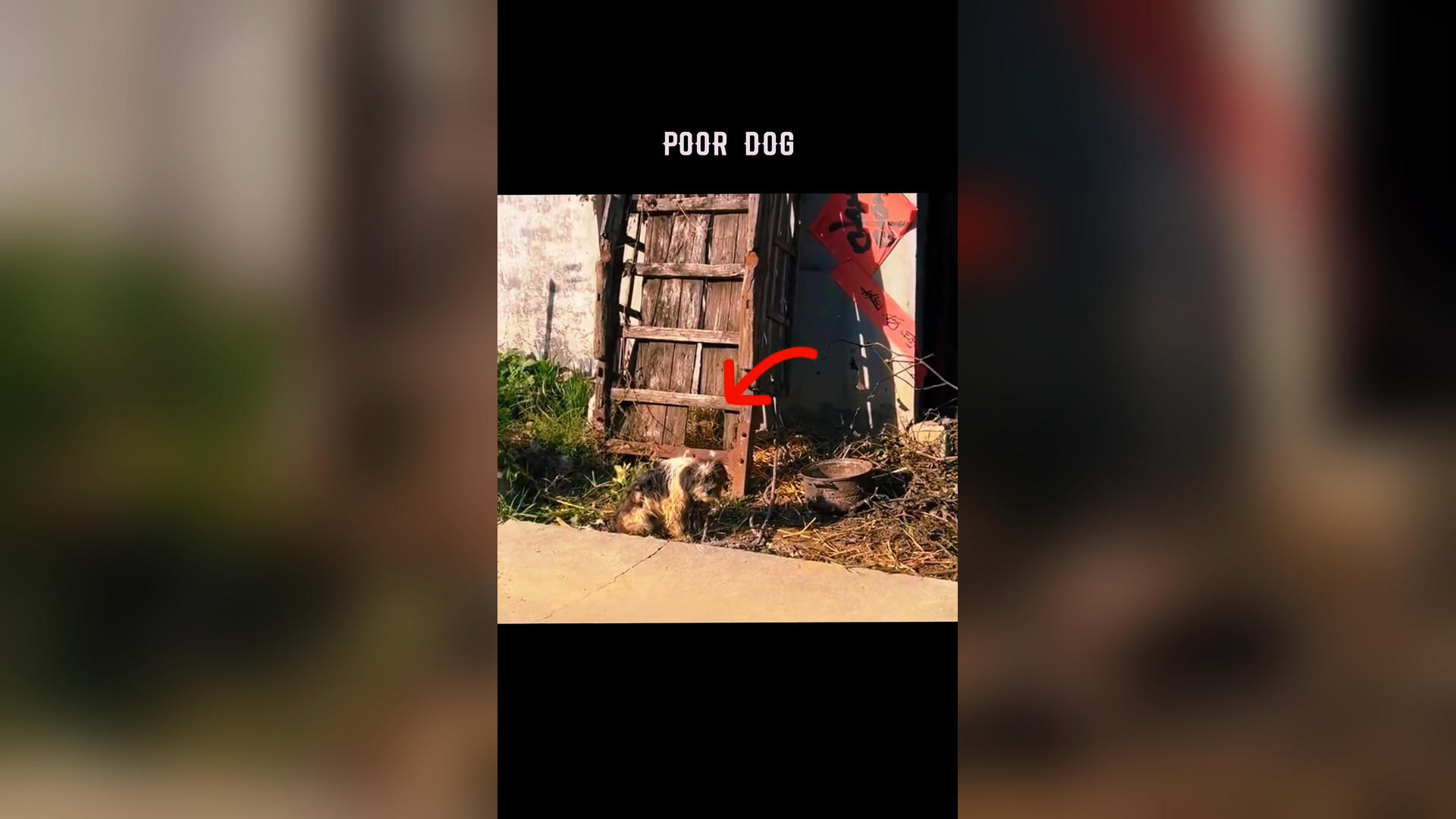 B2304024_Poor dog #animalrescue #dog #dogsoftiktok #dogrescue #rescuedog #animal #poordog #rescue #fyp #foryo