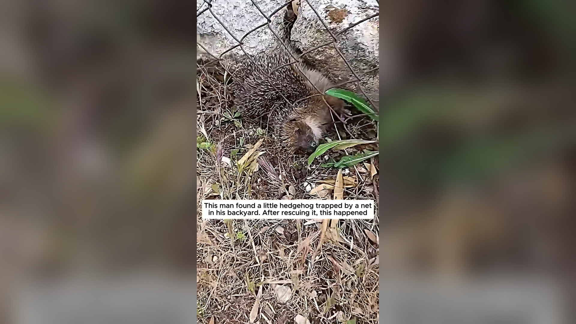 B2304025_Poor hedgehog #hedgehog #babyhedgehog #hedgehogsoftiktok #animal #animalsoftiktok