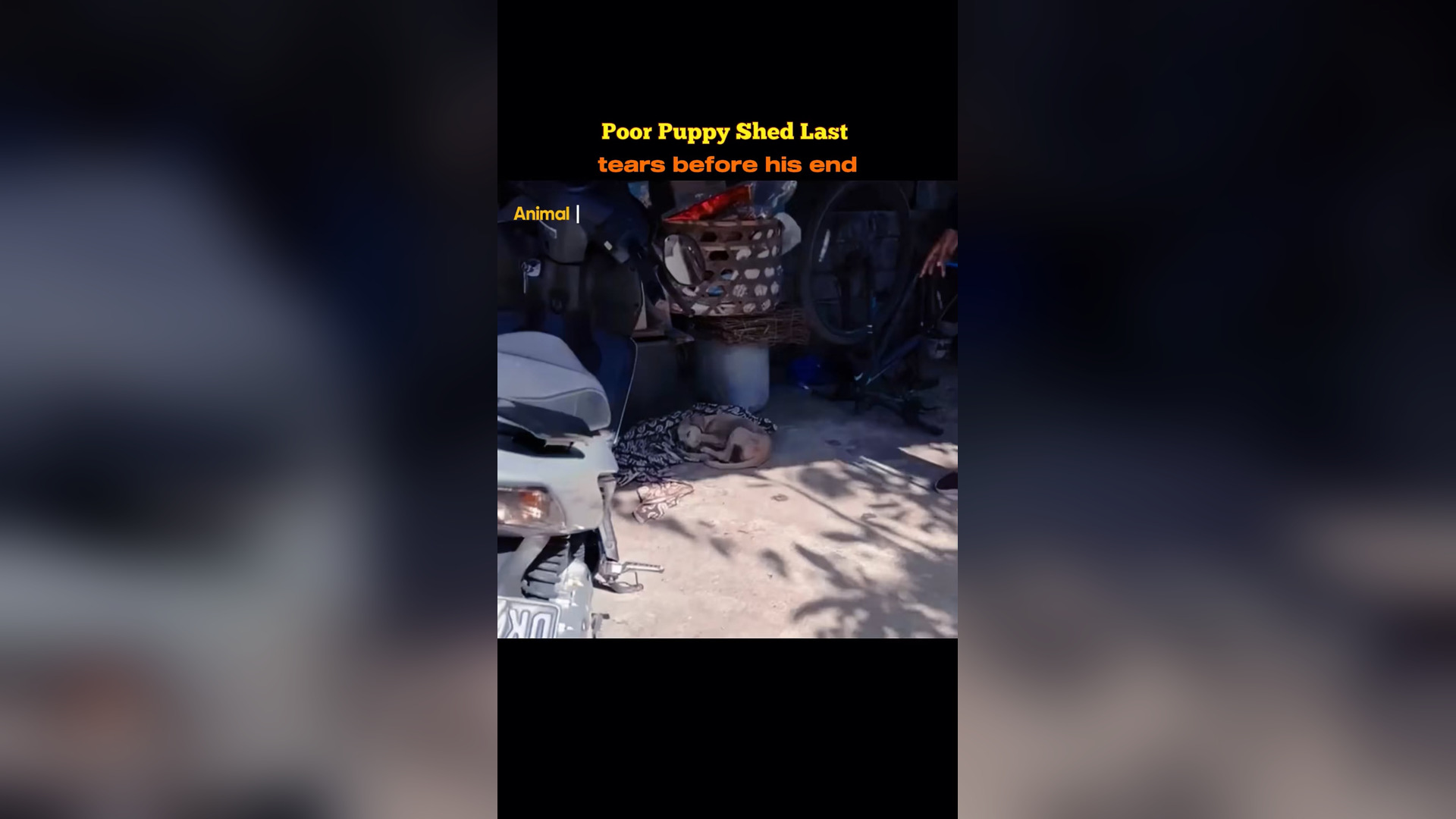 B2304026_Poor puppy shed last tears before his end #dog #rescue #rescuedog #dogsoftiktok #animals #animalsoft