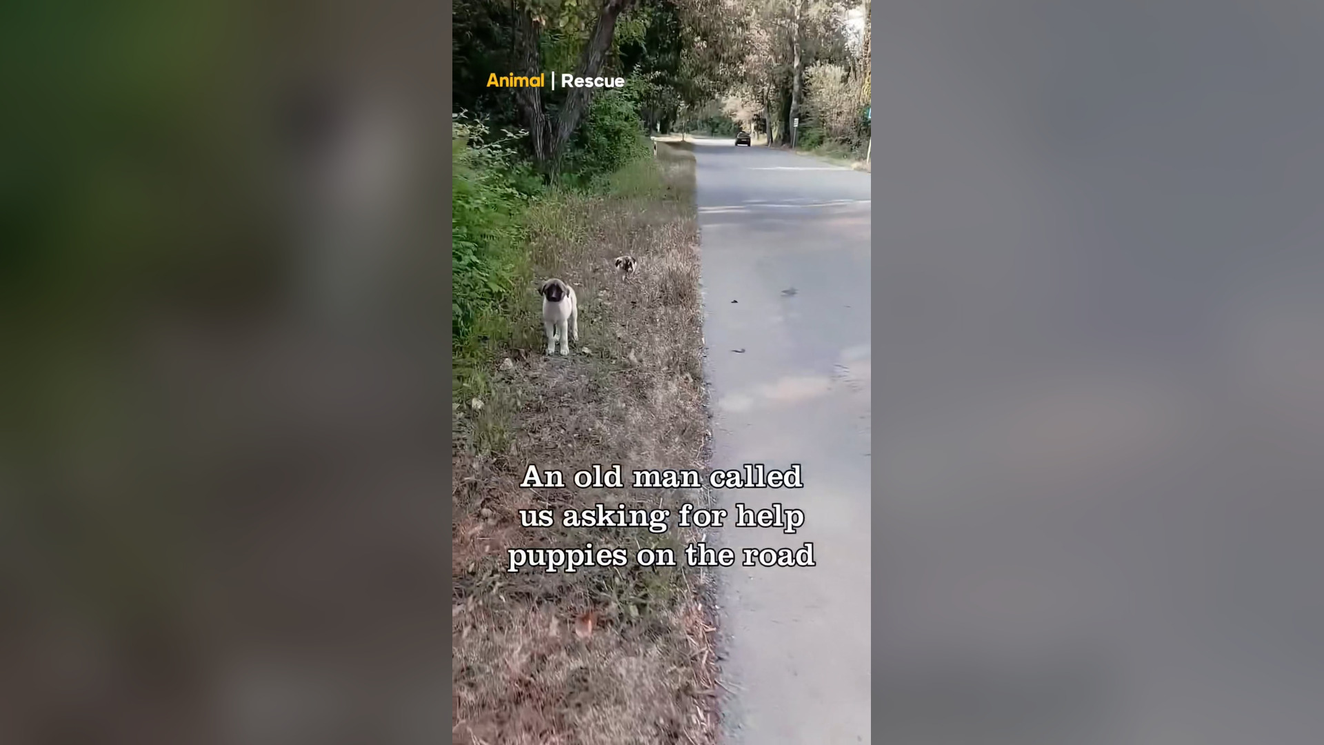 B2304027_Puppies extremely Scared and Panicked after be Abandoned on a busy road #pet #petsoftiktok #dogsofti