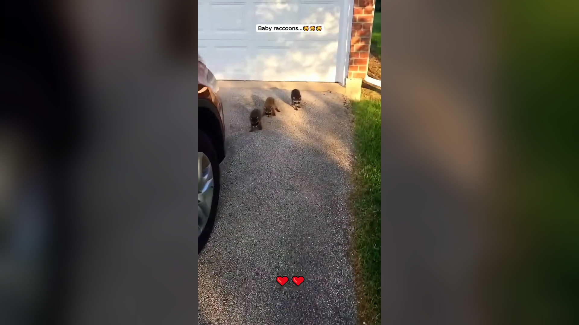 B2304028_Raccoons #raccoons #raccoon #babyraccoon #animals #animalsoftiktok #animalrescue
