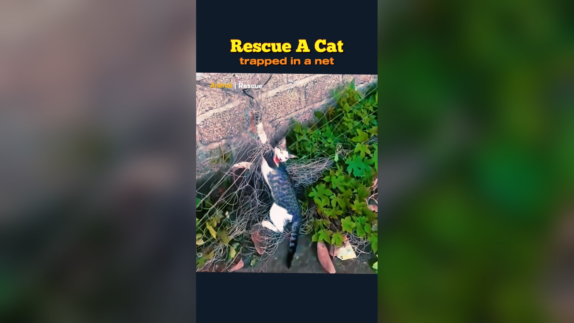 B2304029_Rescue a cat trapped in a net #cat #rescue #rescuecat #rescueanimals #kitten #rescuekitten #animals
