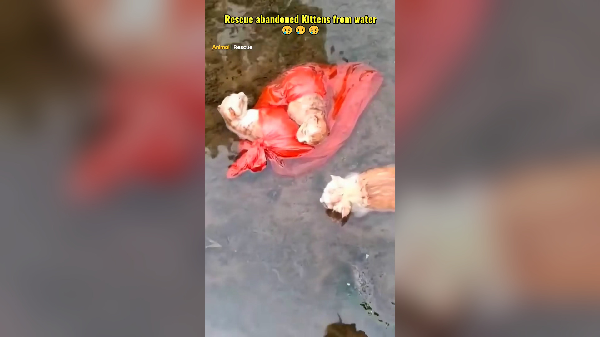 B2304030_Rescue abandoned kittens from water #rescue #rescuecat #straycat #cat #catsoftiktok #kitten #rescuek