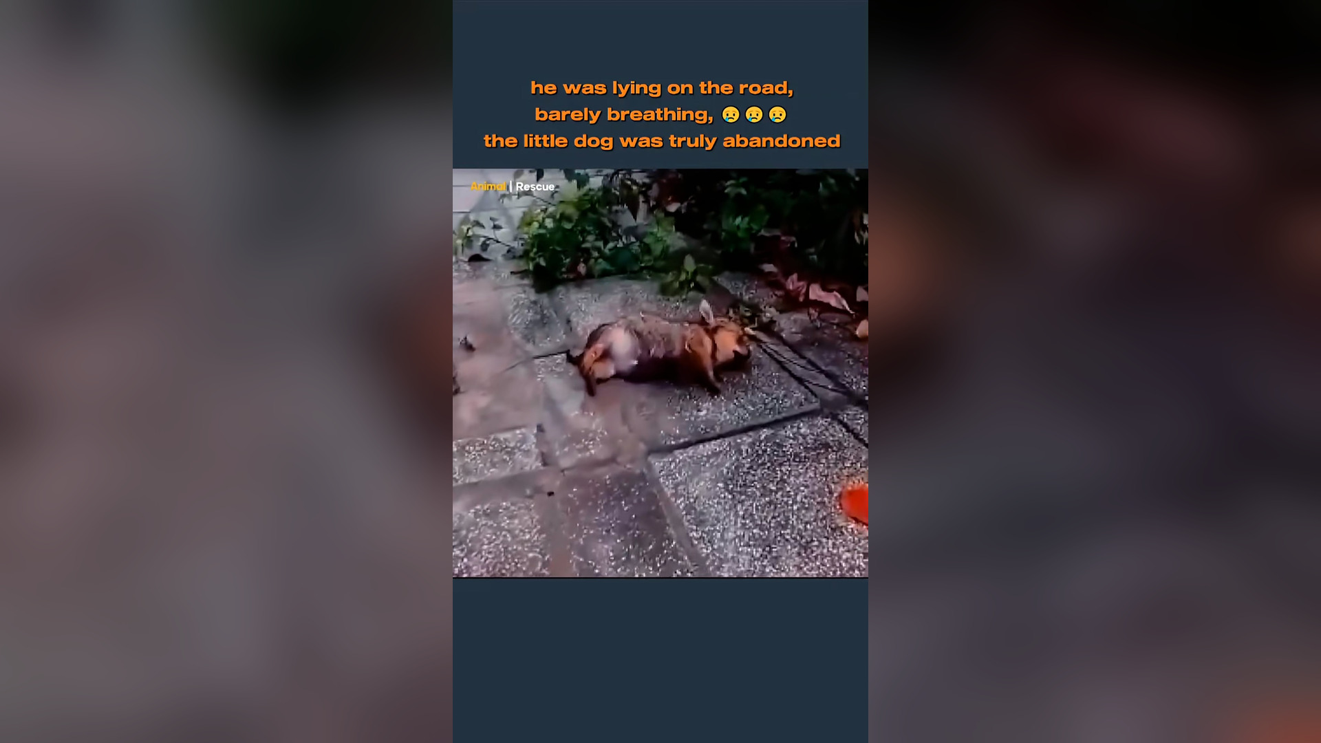 B2304035_Rescue dog #rescueanimals #rescuedog #dog #puppy #poordog #abandoneddog