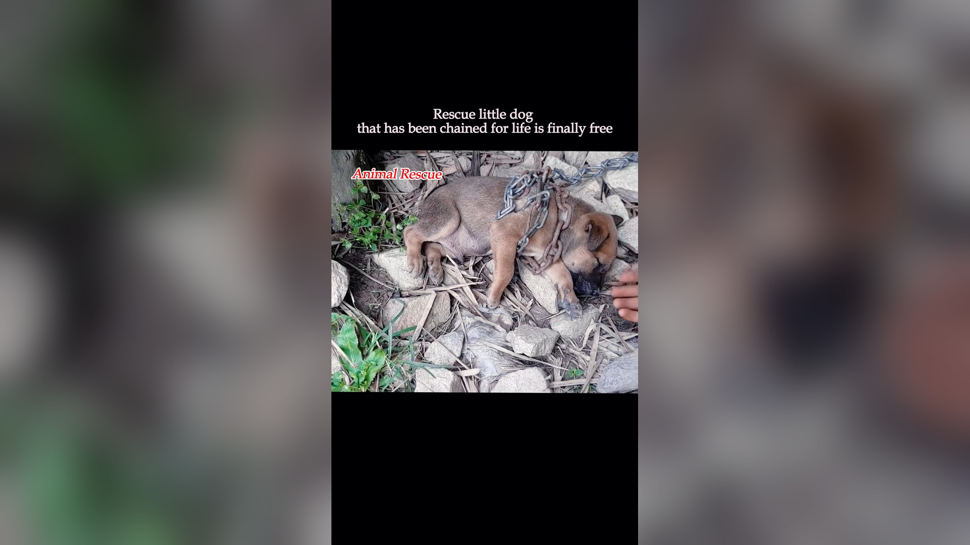 B2304039_Rescue little dog that has been chained for life is finally free #rescue #rescuedog #rescueanimals # (1)