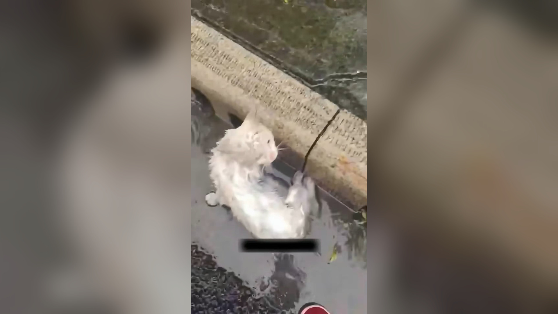 B2304042_Rescue stray cat #animal #learnontiktok #fyp #animalsoftiktok #respect #animalsrescue