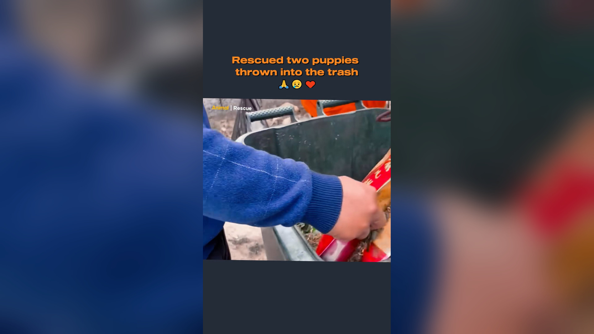 B2304045_Rescued two puppies thrown into the trash #rescue #dog #dogrescue #dogsoftiktok #puppy ued two puppi