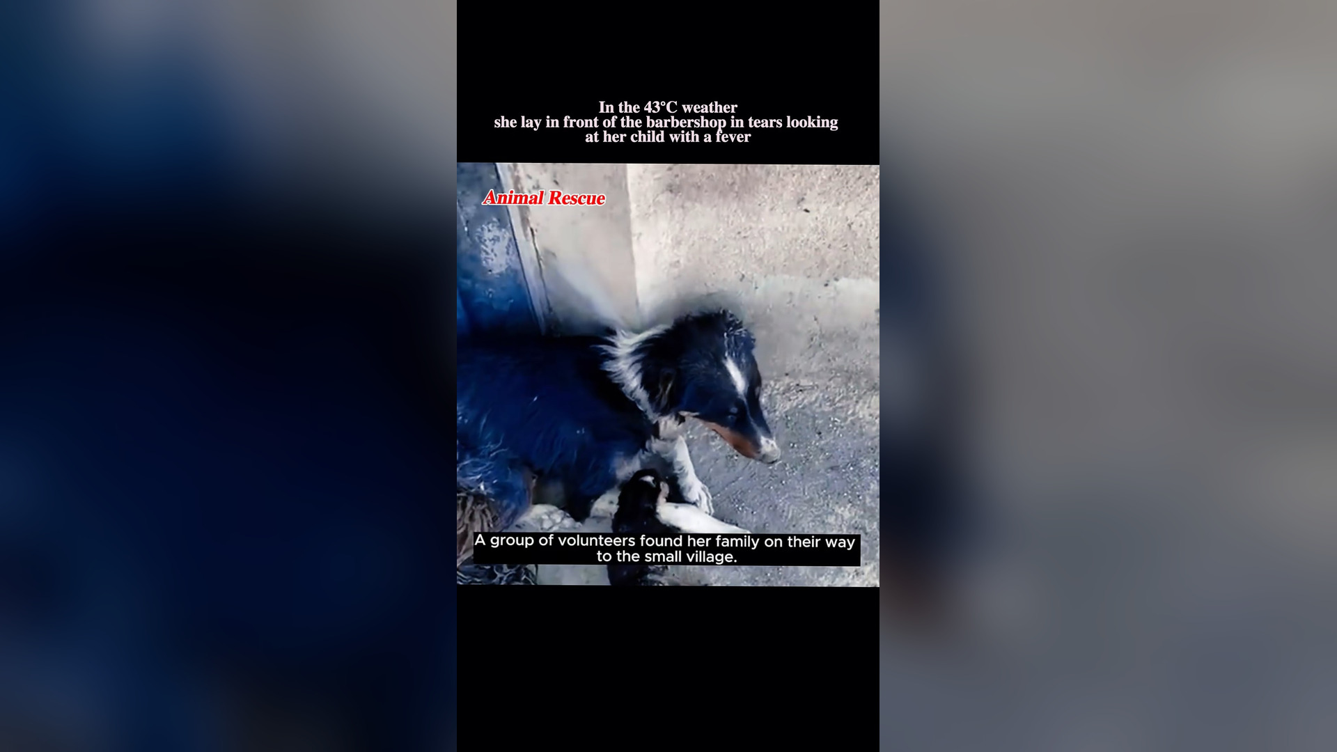 B2304048_she lay in front of the barbershop in tears looking at her child with a fever #rescue #rescuedog #re