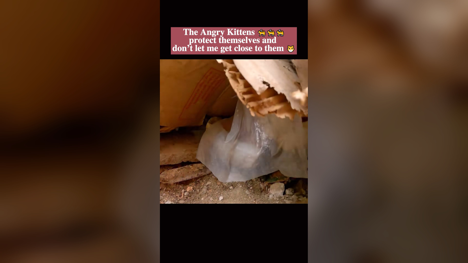 B2304056_The Angry Kittens protect themselves and don't let me get close to them #animal #rescue #rescuecat #