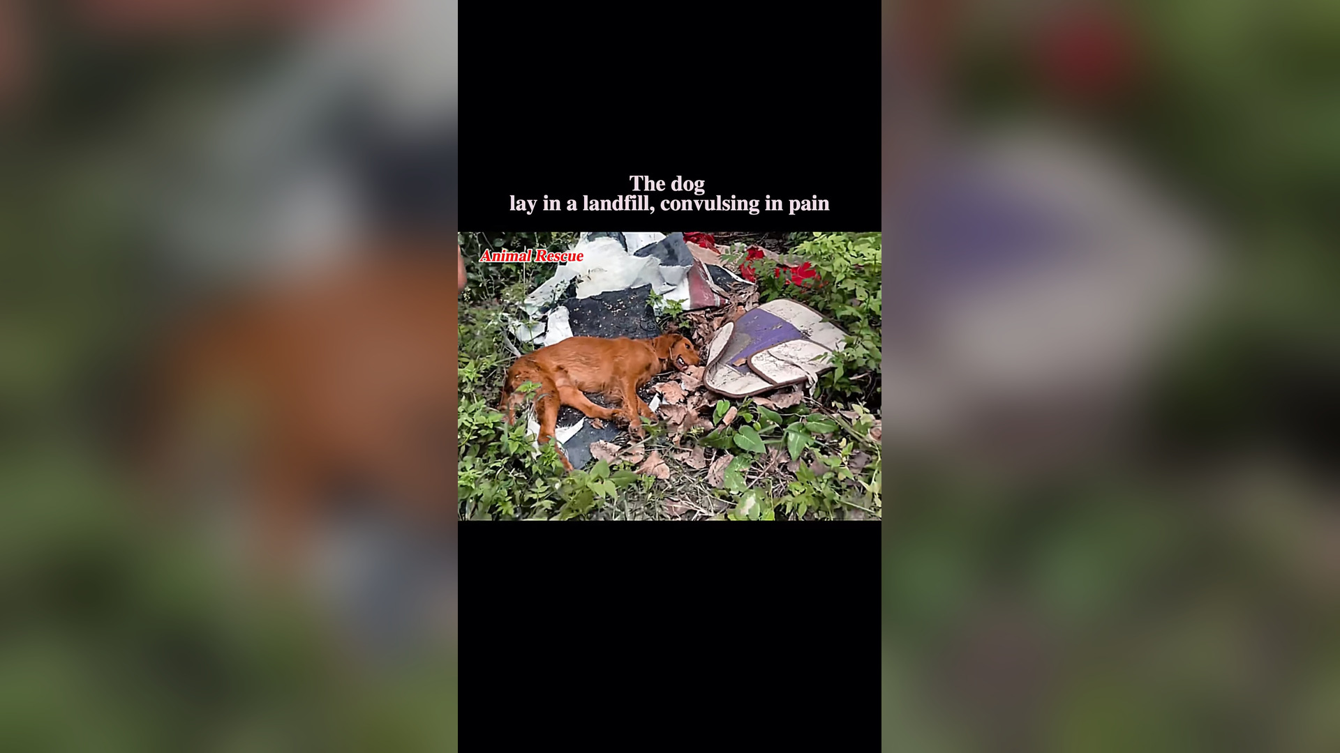 B2304057_The dog lay in a landfill, convulsing in pain #rescue #rescuedog #rescueanimals #rescuedogs #dog #do (1)