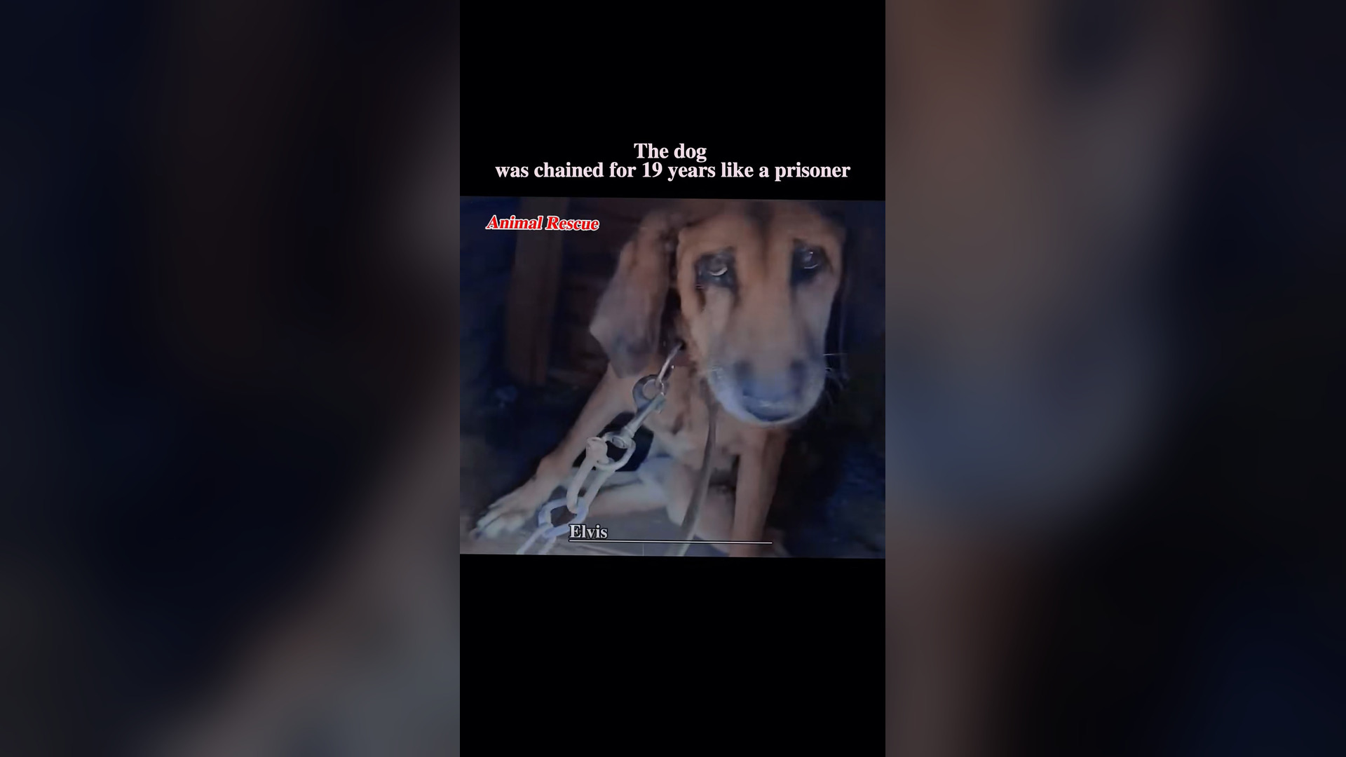B2304058_The dog was chained for 19 years like a prisoner #rescue #rescuedog #rescueanimals #rescuedogs #dog