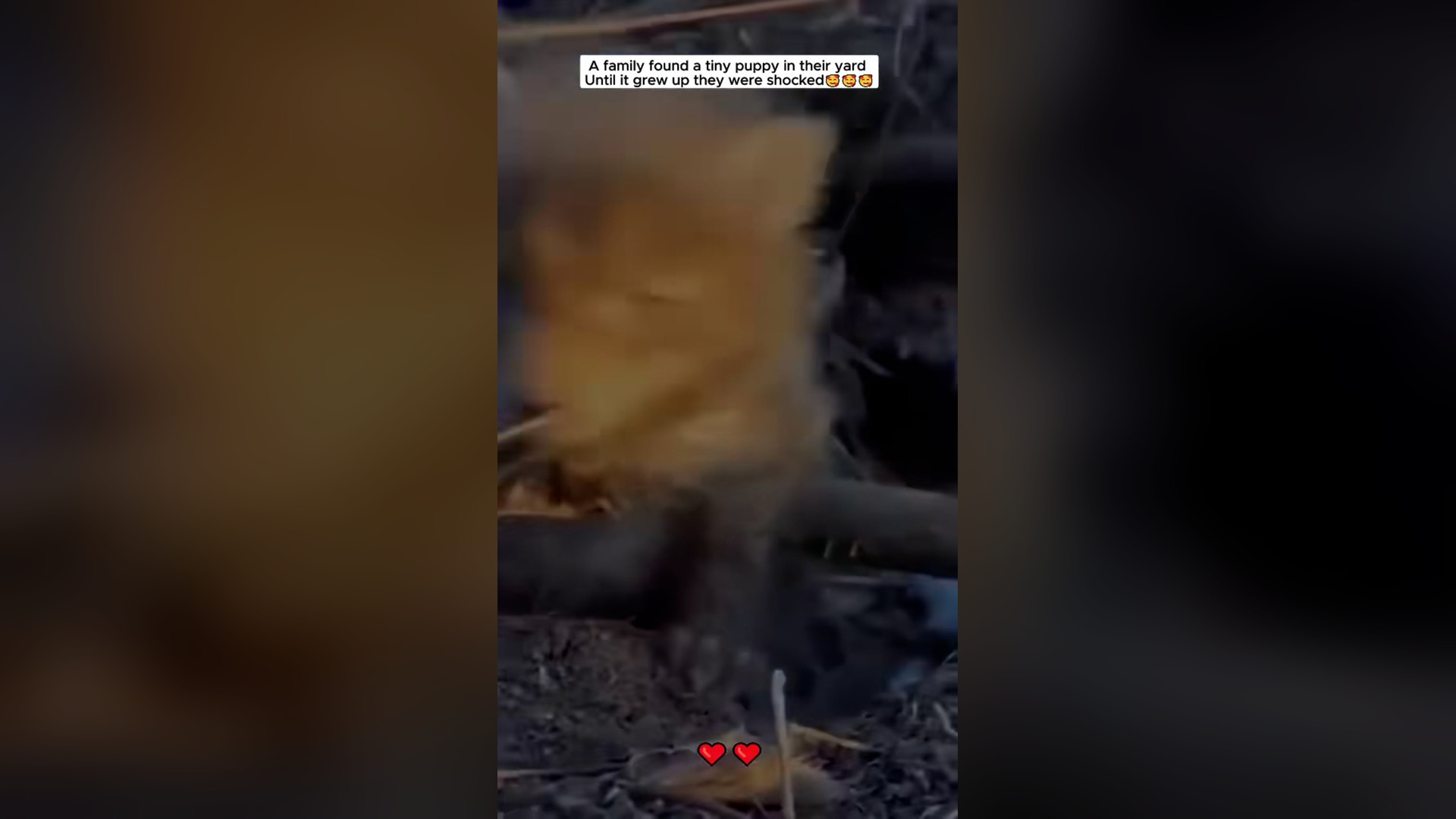B2304059_The family found a small puppy in their yard, until it grew up they were shocked #fox #babyfox #foxy