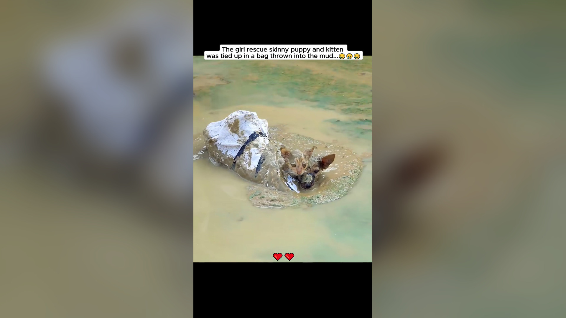 B2304061_The girl rescue poor puppy and kitten #dog #dogsoftiktok #puppytiktok #petsoftiktok #animals #animal