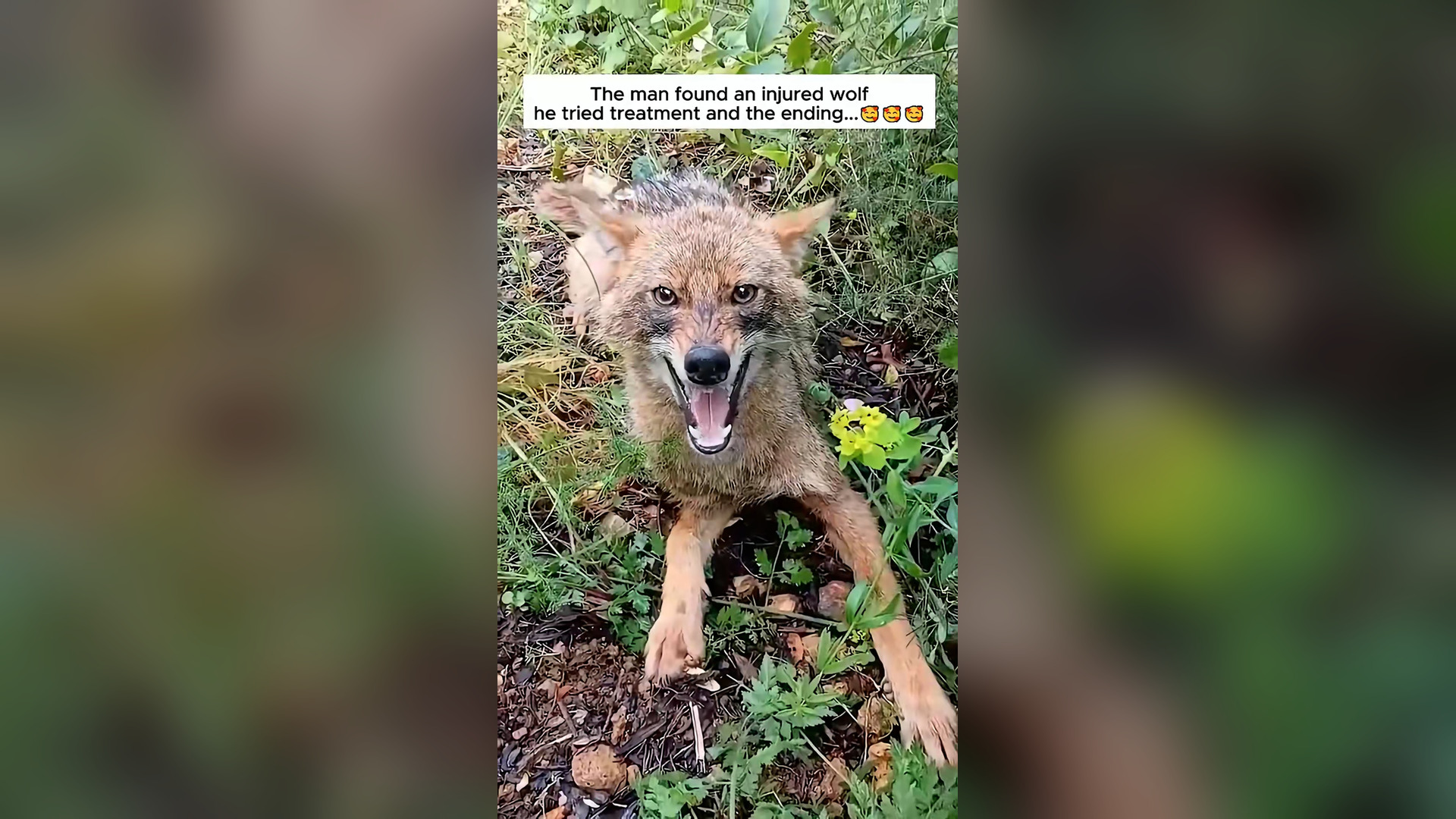 B2304065_The man rescue coyote #coyote #babycoyote #coyotes #coyotesoftiktok #dogsoftiktok #petsoftiktok #ani