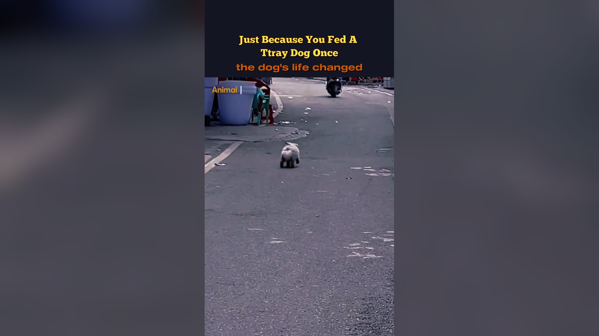 B2304076_The Transformation of a stray dog #dog #dogrescue #rescue #rescuedog #animals #straydogs #transforma