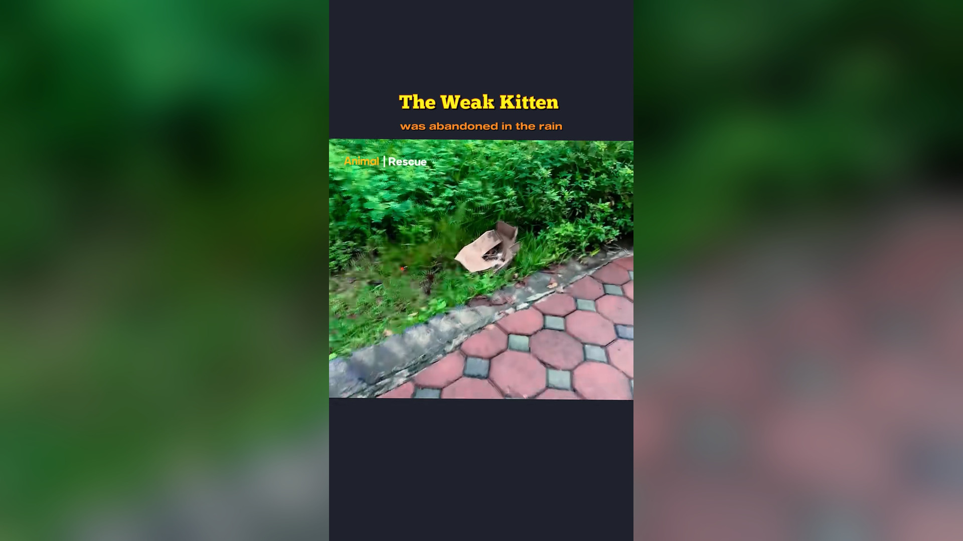 B2304077_The weak kitten was abandoned in the rain #cat #rescue #reacuecat #catsoftiktok #animals #animalsoft (1)
