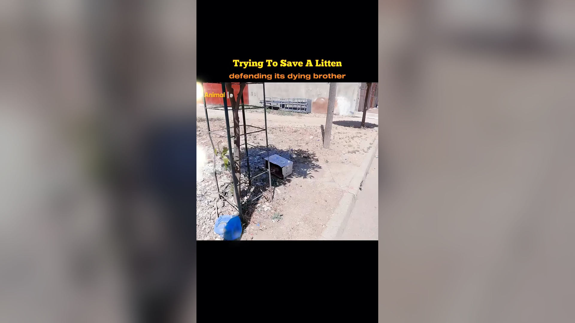 B2304080_Trying to save a kitten defending its dying brother #cat #rescue #reacuecat #catsoftiktok #animals #
