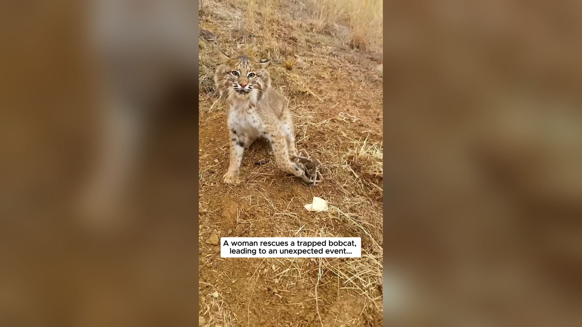 B2304083_Woman rescues a trapped boncat and then