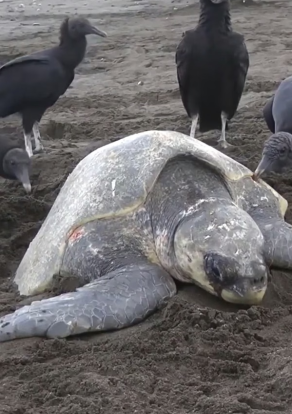 B0204018_Just hanging out #SaveMarineLife #ProtectMarineLife #OceanAnimals #SeaAnimals #MarineAnimals #SaveTheSeas