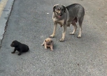 B0204027_We Stopped Because Him #DogRescue #RescueDogs #SaveDogs #FosterDogs #AdoptAPet #AnimalRescue #AnimalLovers